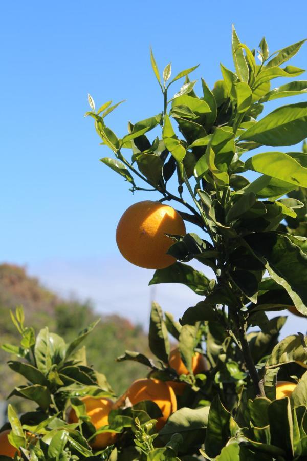 Casa Rural Quinta Los Naranjos Tigalate 外观 照片